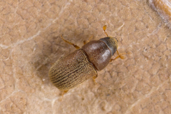 Polygraphus poligraphus