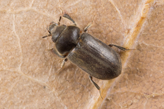 Heterocerus fenestratus