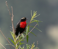 Leistes superciliaris