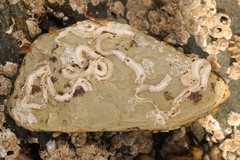 Spirobranchus triqueter