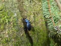 Carabus intricatus