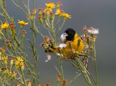 Spinus magellanicus
