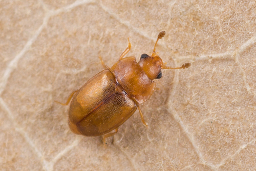 Terminal Sap Beetle