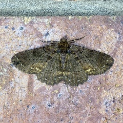 Paradromulia ambigua