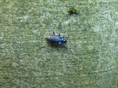 Carabus problematicus