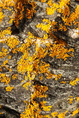 Xanthoria aureola