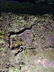 Lycodon travancoricus