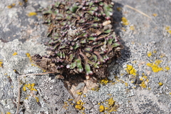 Mannia fragrans
