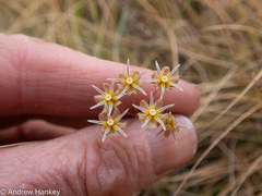 Asclepias aurea