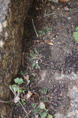 Mannia fragrans
