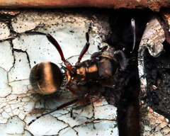 Polyrhachis rufifemur