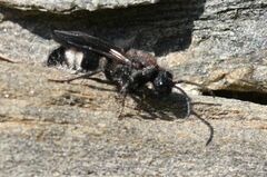 Ronisia