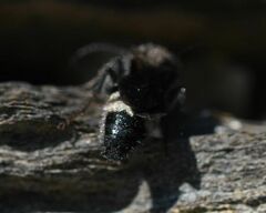 Ronisia