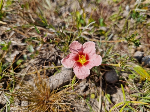 Sida anomala (Sida anomala)