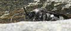 Ronisia