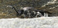 Ronisia