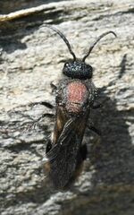 Ronisia