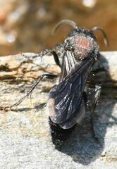 Ronisia