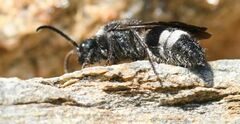 Ronisia