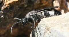 Ronisia