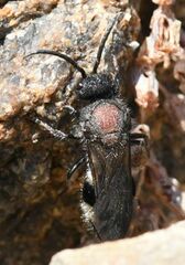 Ronisia
