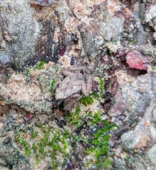 Microhyla