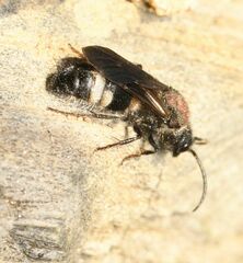 Ronisia