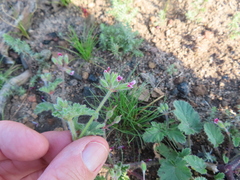Pelargonium althaeoides