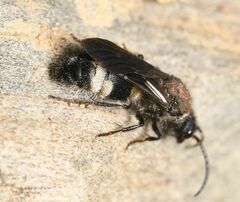 Ronisia