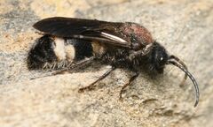 Ronisia