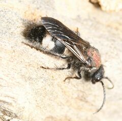 Ronisia