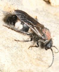 Ronisia