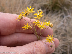 Asclepias aurea