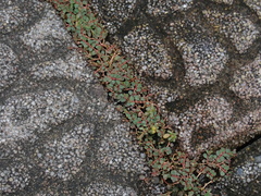 Euphorbia makinoi