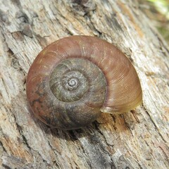 Austrorhytida capillacea