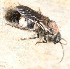 Ronisia