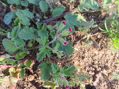 Pelargonium althaeoides