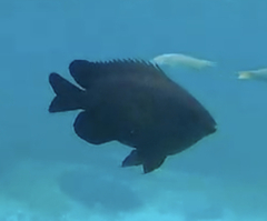 Neoglyphidodon melas