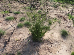 Bobartia filiformis