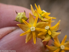 Asclepias aurea