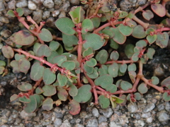 Euphorbia makinoi