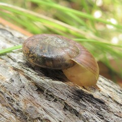 Austrorhytida capillacea