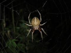 Eriophora