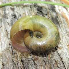 Austrorhytida capillacea