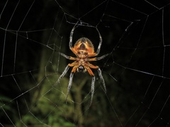 Eriophora