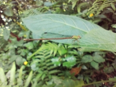 Ceriagrion olivaceum