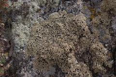 Rhizocarpales