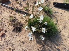 Aristea cantharophila