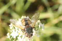 Tachina fera