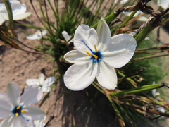 Aristea cantharophila